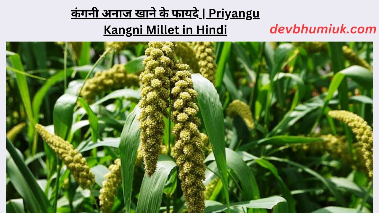 कंगनी अनाज खाने के फायदे. Priyangu Kangni Millet in Hindi. Kangni kauni कंगनी कौणी. कंगनी, काकनी, कौणी Foxtail मिलेट. कंगनी के चावल